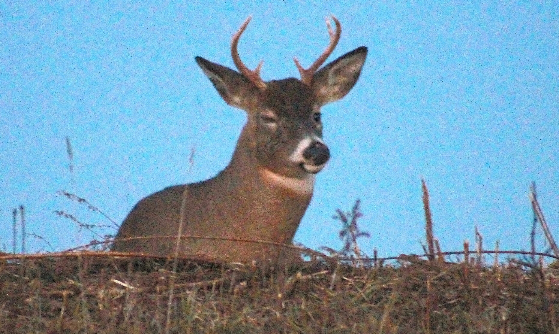 Deer laying down